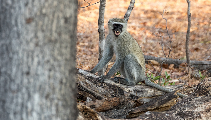 Südliche Grünmeerkatze (Chlorocebus pygerythrus) Sikumbi Forest Reserve