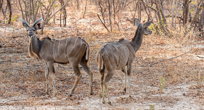 Sikumbi Forest Reserve Sambesi-Großkudus (Strepsiceros zambesiensis)