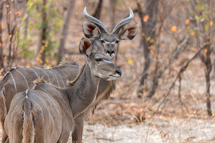 Sikumbi Forest Reserve Sambesi-Großkudus (Strepsiceros zambesiensis)