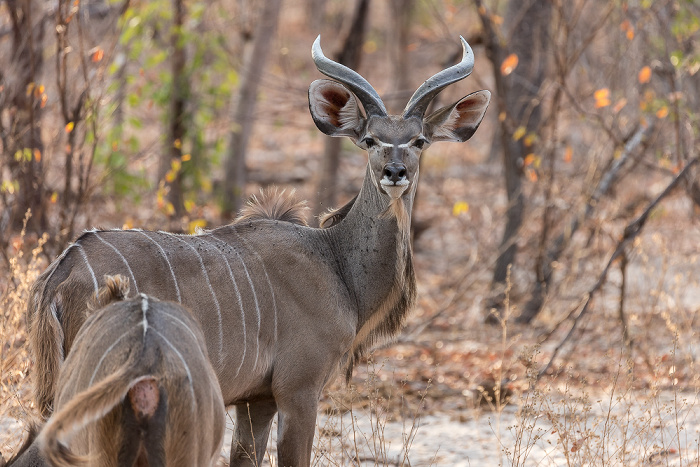 Sambesi-Großkudus (Strepsiceros zambesiensis) Sikumbi Forest Reserve