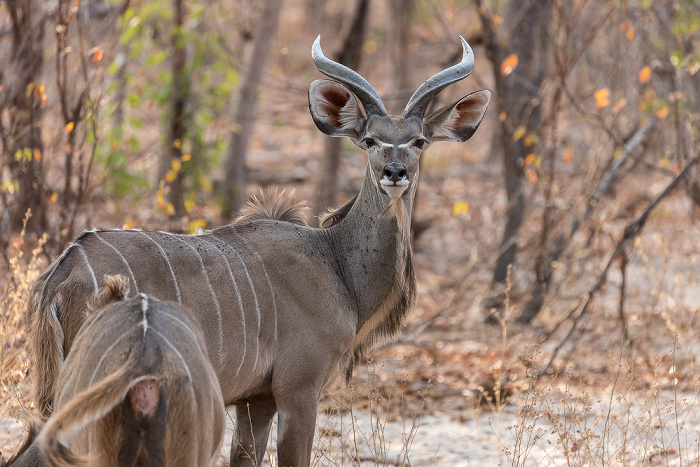 Sikumbi Forest Reserve Sambesi-Großkudus (Strepsiceros zambesiensis)