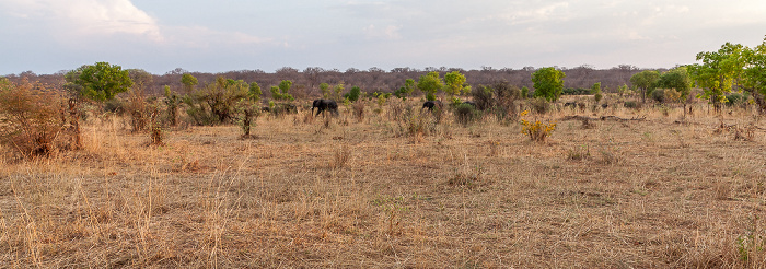 Sikumbi Forest Reserve Afrikanische Elefanten (Loxodonta africana)