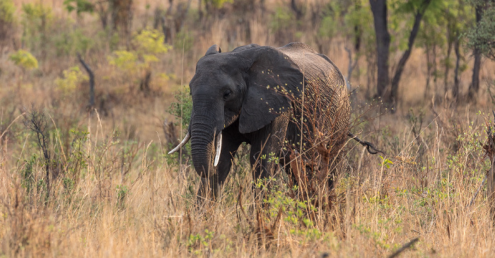 Afrikanischer Elefant (Loxodonta africana) Sikumbi Forest Reserve