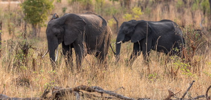 Afrikanische Elefanten (Loxodonta africana) Sikumbi Forest Reserve