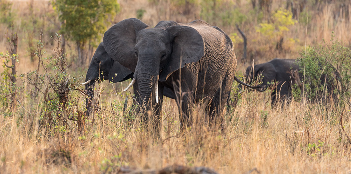 Afrikanische Elefanten (Loxodonta africana) Sikumbi Forest Reserve