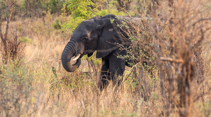 Afrikanischer Elefant (Loxodonta africana) Sikumbi Forest Reserve