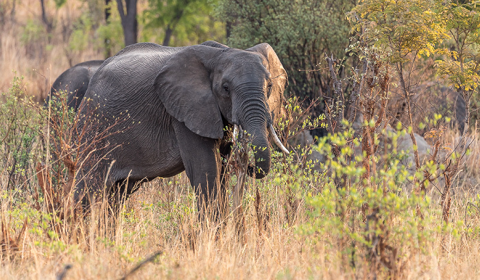 Afrikanischer Elefant (Loxodonta africana) Sikumbi Forest Reserve