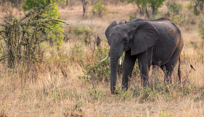 Afrikanischer Elefant (Loxodonta africana) Sikumbi Forest Reserve