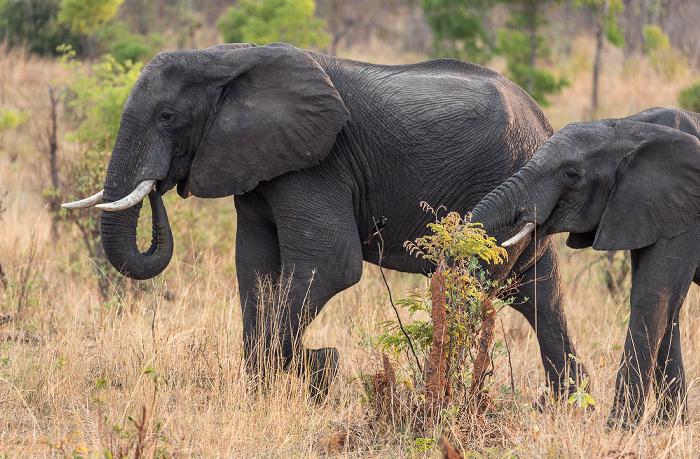 Sikumbi Forest Reserve Afrikanischer Elefant (Loxodonta africana)