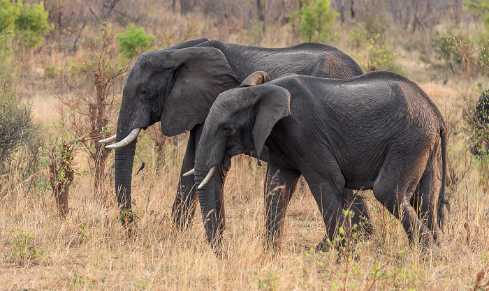 Sikumbi Forest Reserve Afrikanische Elefanten (Loxodonta africana)