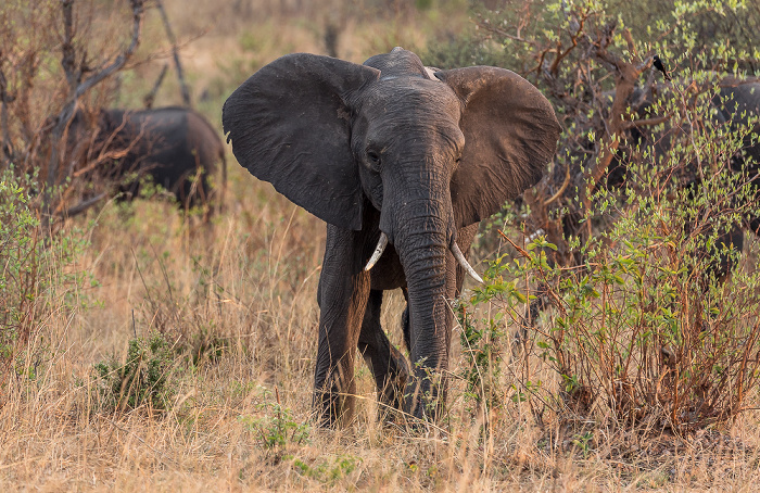 Sikumbi Forest Reserve Afrikanische Elefanten (Loxodonta africana)