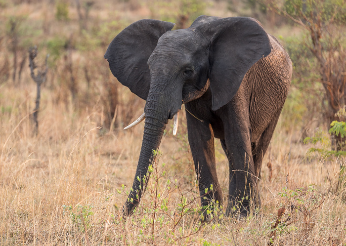 Sikumbi Forest Reserve Afrikanischer Elefant (Loxodonta africana)