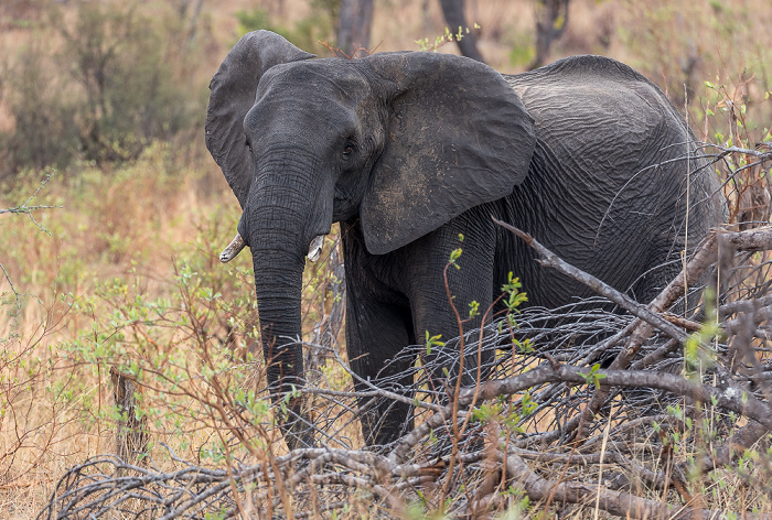 Afrikanischer Elefant (Loxodonta africana) Sikumbi Forest Reserve