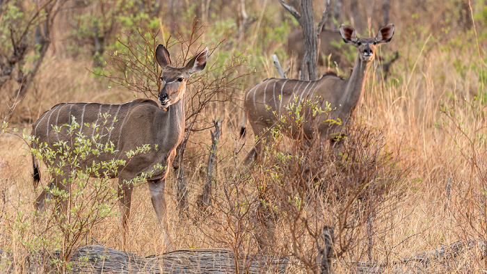 Sikumbi Forest Reserve Sambesi-Großkudus (Strepsiceros zambesiensis)