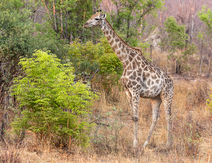 Angola-Giraffe (Giraffa giraffa angolensis) Sikumbi Forest Reserve