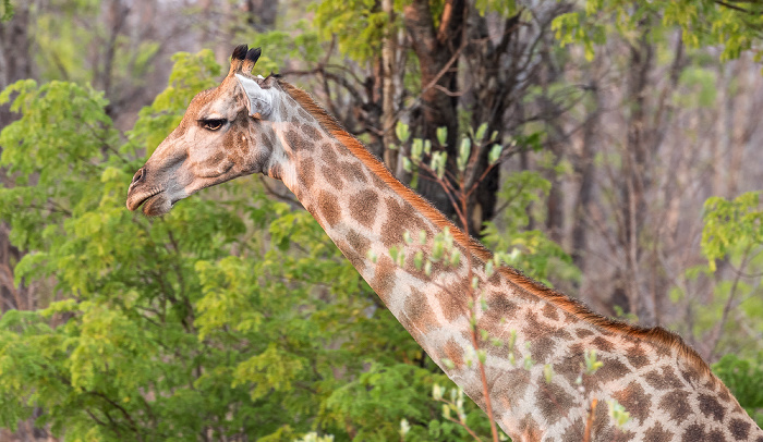 Angola-Giraffe (Giraffa giraffa angolensis) Sikumbi Forest Reserve
