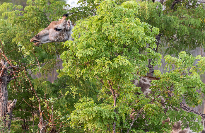 Angola-Giraffe (Giraffa giraffa angolensis) Sikumbi Forest Reserve