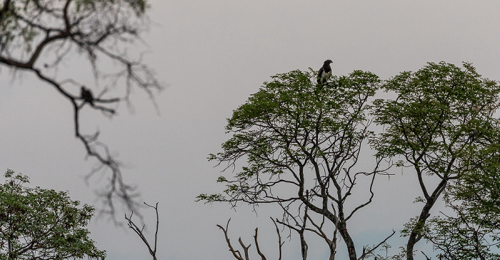 Sikumbi Forest Reserve