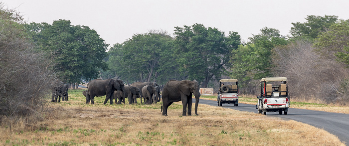 Afrikanische Elefanten (Loxodonta africana) Sikumbi Forest Reserve