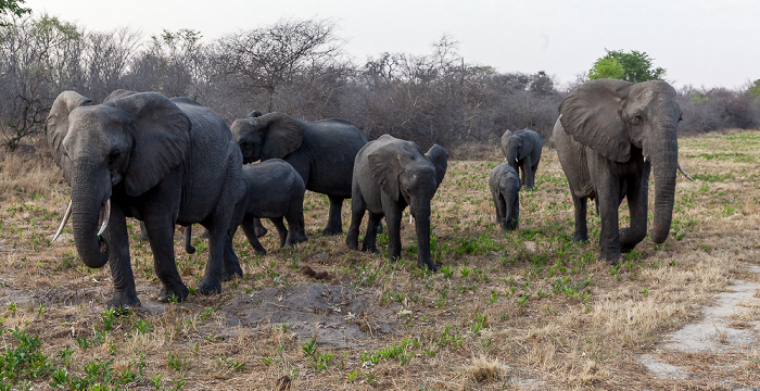 Sikumbi Forest Reserve Afrikanische Elefanten (Loxodonta africana)
