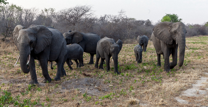 Afrikanische Elefanten (Loxodonta africana) Sikumbi Forest Reserve