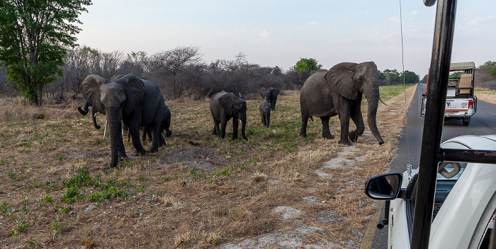 Afrikanische Elefanten (Loxodonta africana) Sikumbi Forest Reserve