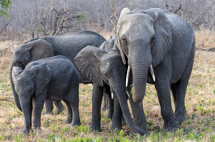 Afrikanische Elefanten (Loxodonta africana) Sikumbi Forest Reserve