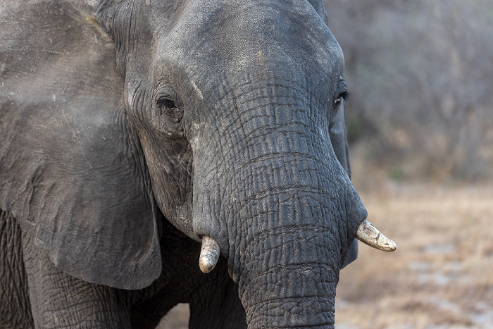 Sikumbi Forest Reserve Afrikanischer Elefant (Loxodonta africana)