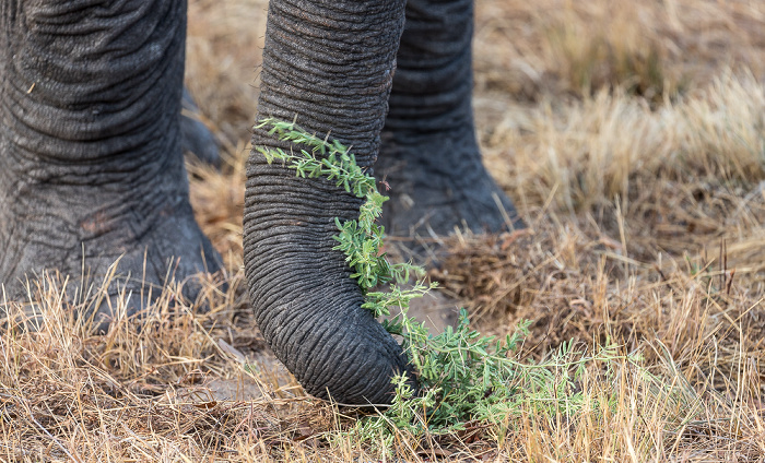 Afrikanischer Elefant (Loxodonta africana) Sikumbi Forest Reserve