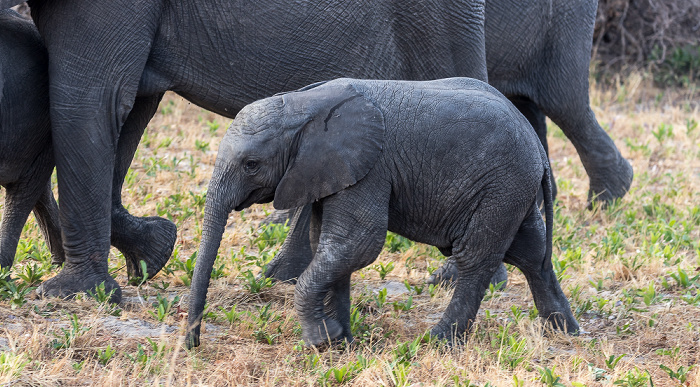 Afrikanischer Elefant (Loxodonta africana) Sikumbi Forest Reserve