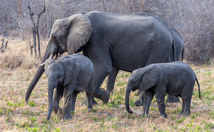 Afrikanische Elefanten (Loxodonta africana) Sikumbi Forest Reserve