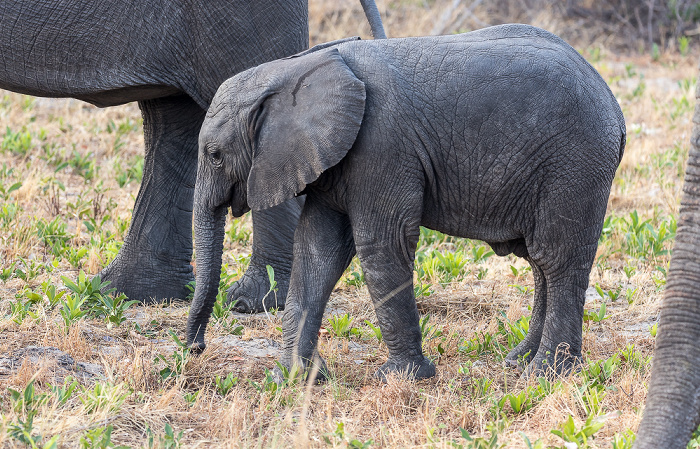 Afrikanische Elefanten (Loxodonta africana) Sikumbi Forest Reserve