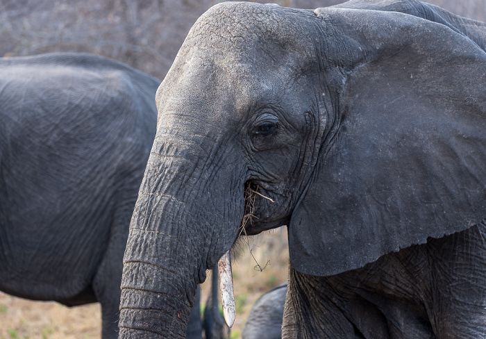 Afrikanische Elefanten (Loxodonta africana) Sikumbi Forest Reserve