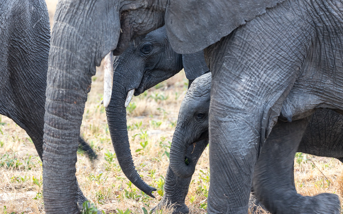 Afrikanische Elefanten (Loxodonta africana) Sikumbi Forest Reserve