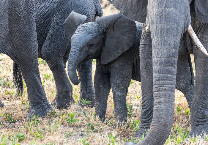 Afrikanische Elefanten (Loxodonta africana) Sikumbi Forest Reserve