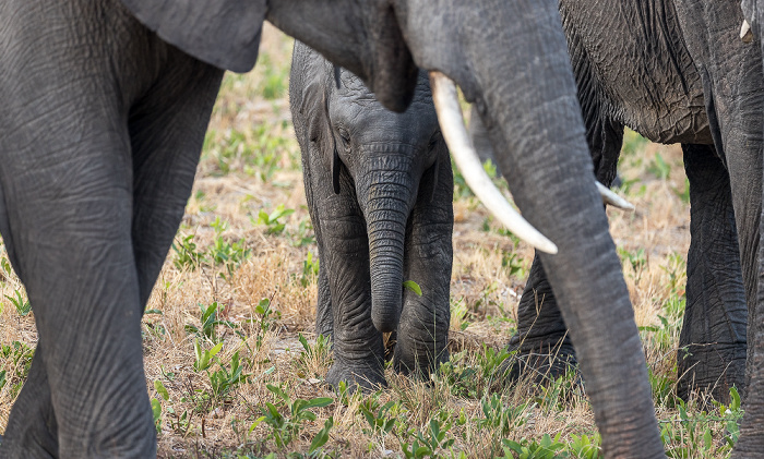 Afrikanische Elefanten (Loxodonta africana) Sikumbi Forest Reserve