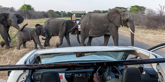 Afrikanische Elefanten (Loxodonta africana) Sikumbi Forest Reserve