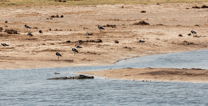 Hwange National Park Nyamandhlovu Pan Hide: Nilkrokodil (Crocodylus niloticus)