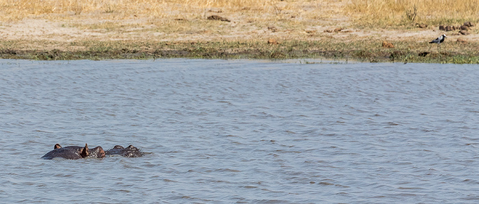 Hwange National Park Flusspferd (Nilpferd, Hippopotamus amphibius)