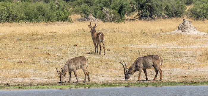 Hwange National Park Ellipsen-Wasserböcke (Kobus ellipsiprymnus)
