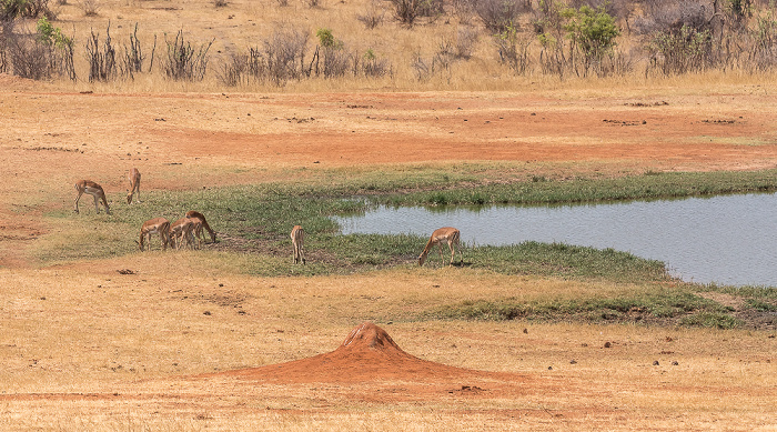 Wasserloch an der Ivory Lodge Sikumbi Forest Reserve