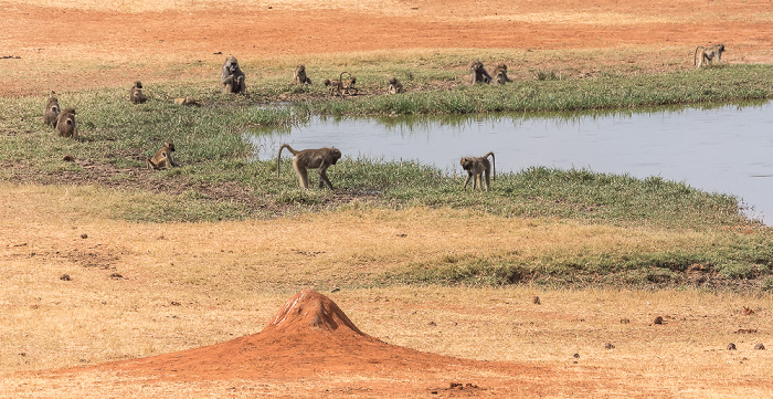 Sikumbi Forest Reserve Wasserloch an der Ivory Lodge