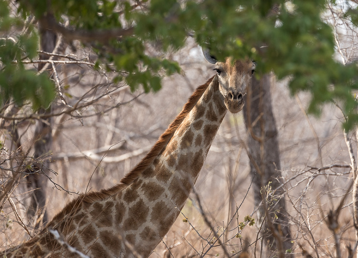 Angola-Giraffe (Giraffa giraffa angolensis) Sikumbi Forest Reserve