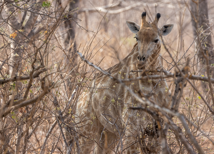 Sikumbi Forest Reserve Angola-Giraffe (Giraffa giraffa angolensis)