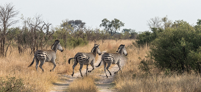 Hwange National Park Steppenzebras (Pferdezebra, Equus quagga)