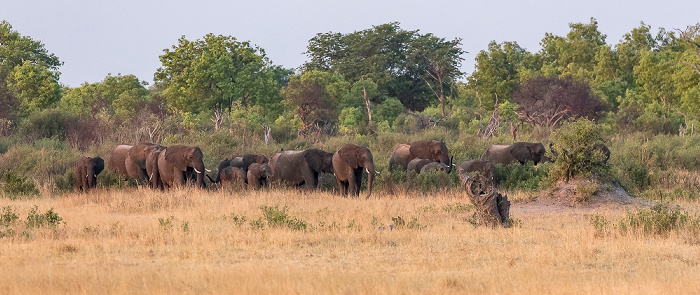 Hwange National Park Nyamandhlovu Pan Hide: Afrikanische Elefanten (Loxodonta africana)