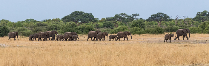 Hwange National Park Nyamandhlovu Pan Hide: Afrikanische Elefanten (Loxodonta africana)