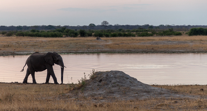 Hwange National Park Liwingi Pan: Afrikanischer Elefant (Loxodonta africana)