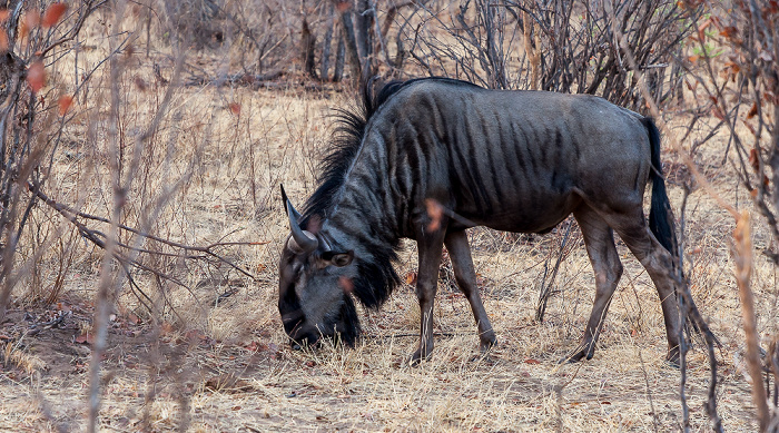 Sikumbi Forest Reserve Streifengnu (Blaues Gnu, Connochaetes taurinus), Impalas (Aepyceros)