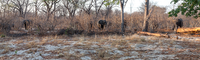 Sikumbi Forest Reserve Afrikanische Elefanten (Loxodonta africana)